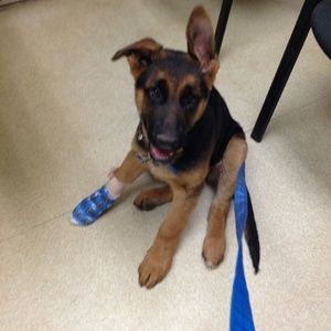 Meet your Posher, Connor